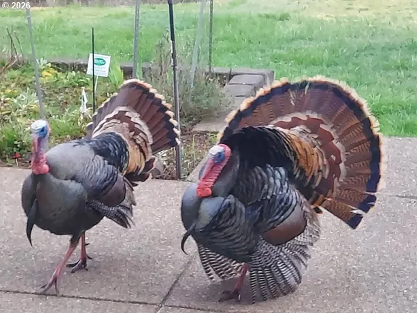 $2,399,995 | 90834 Coburghills Drive, Eugene, OR 97408