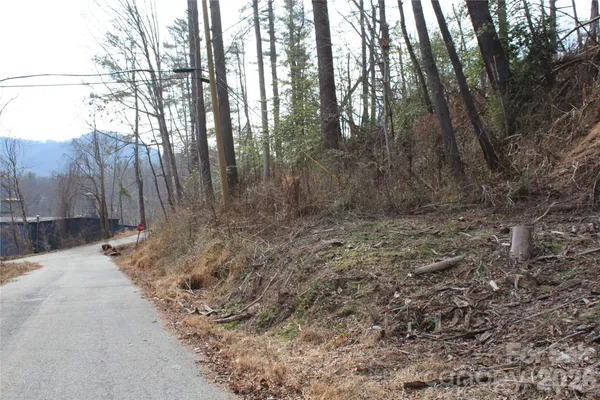 a view of a forest with trees in the background