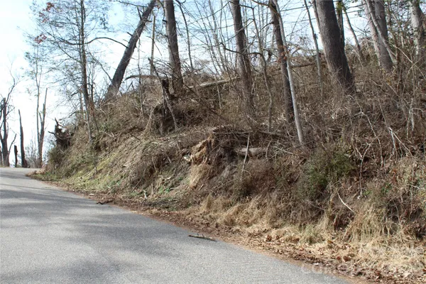 a view of a forest with trees