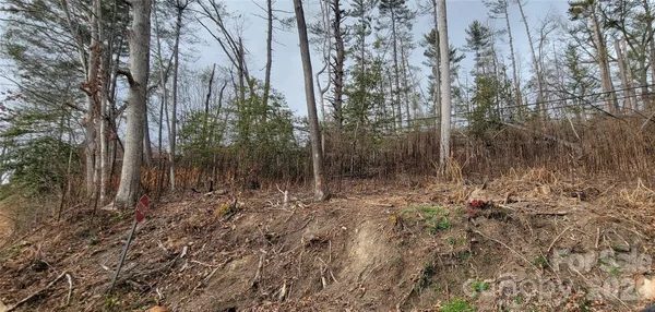 a view of a forest with trees