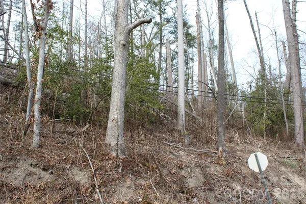 a view of a forest with trees