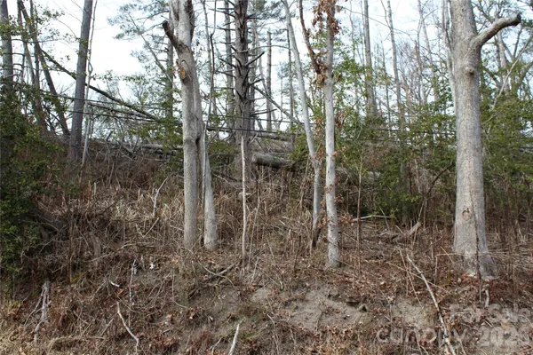a view of two trees in a forest