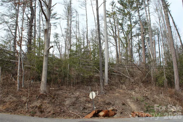 a view of a forest filled with trees