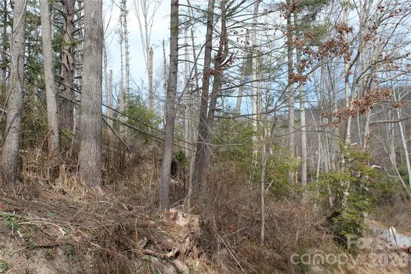 a view of a forest from a tree