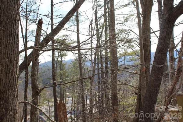 a close up of a plant in a yard