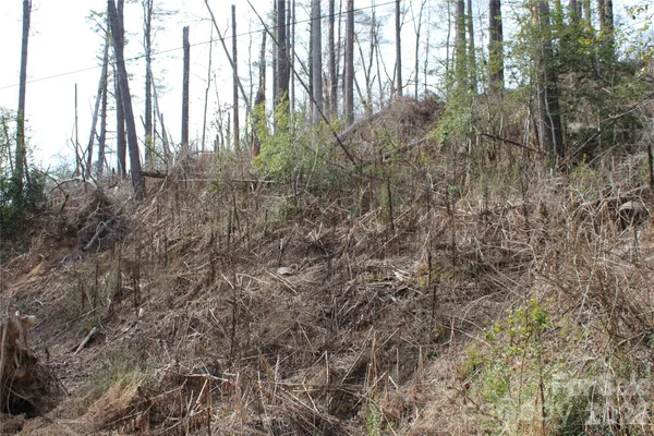 a close up of a plant in a garden
