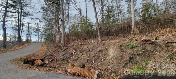 a view of a forest filled with trees