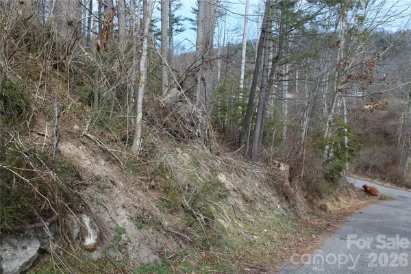 a view of a forest with trees