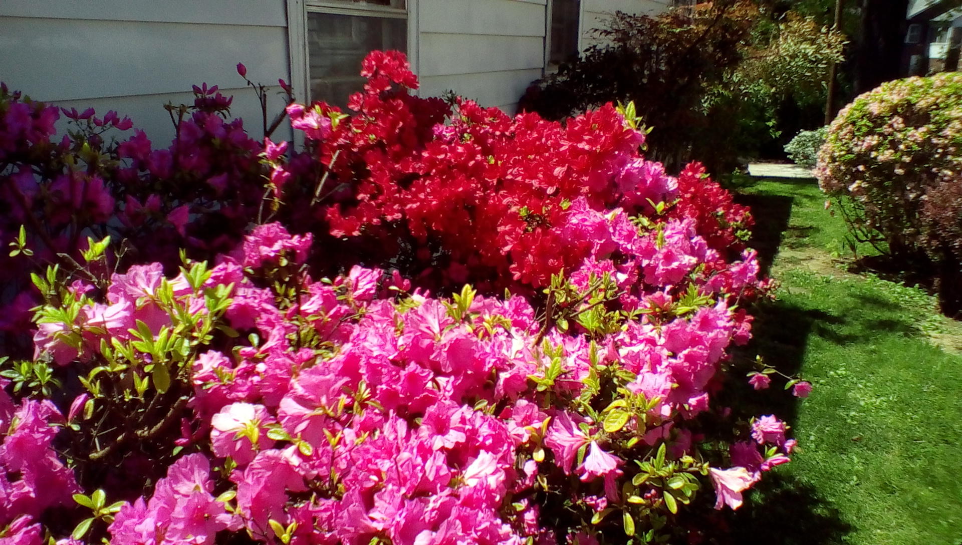 2454 Kennington Road Knoxville, TN 37917 - Photo 18 of 24 Spring Perennials