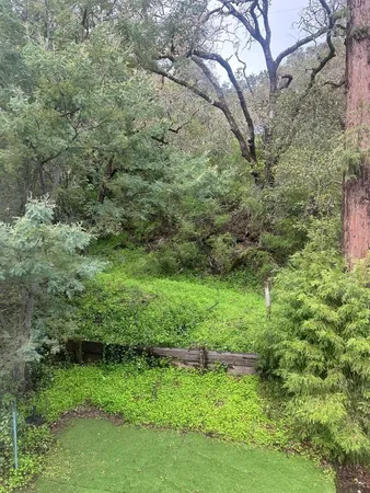 a lush green forest with lots of trees
