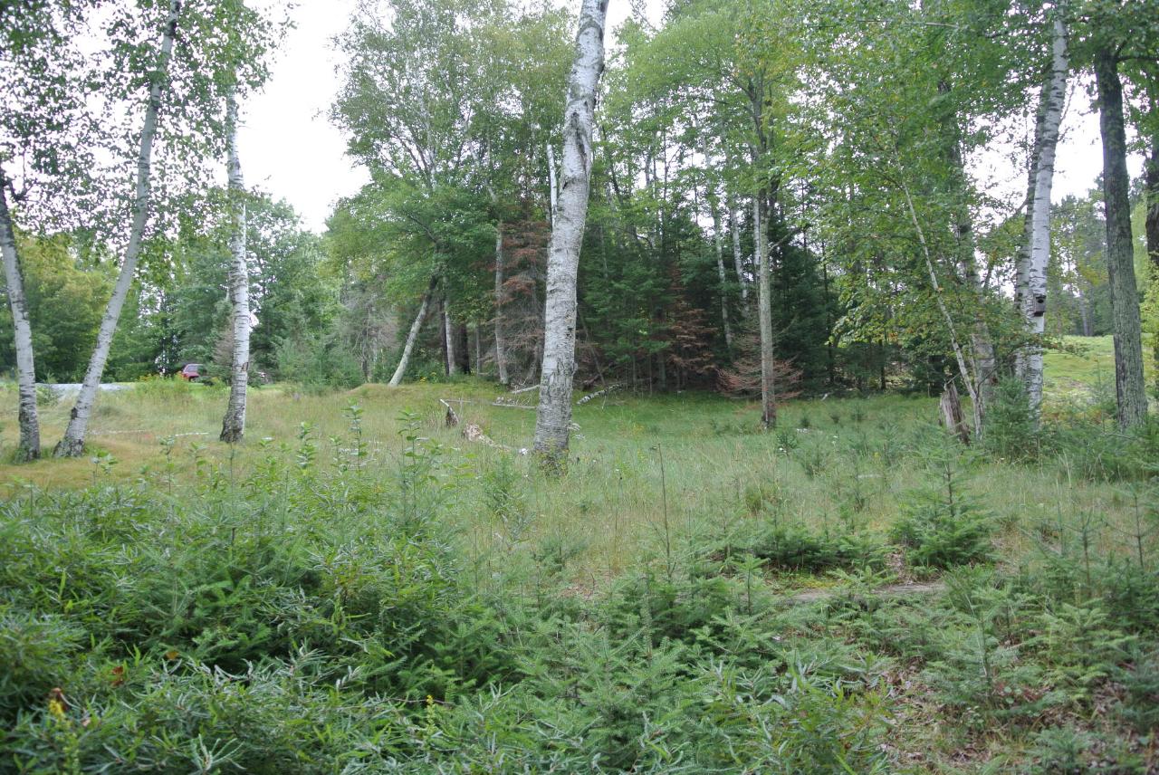 Lot 3 Dombrowski Road Harshaw, WI 54529 - Photo 11 of 13 Gallery Image 11