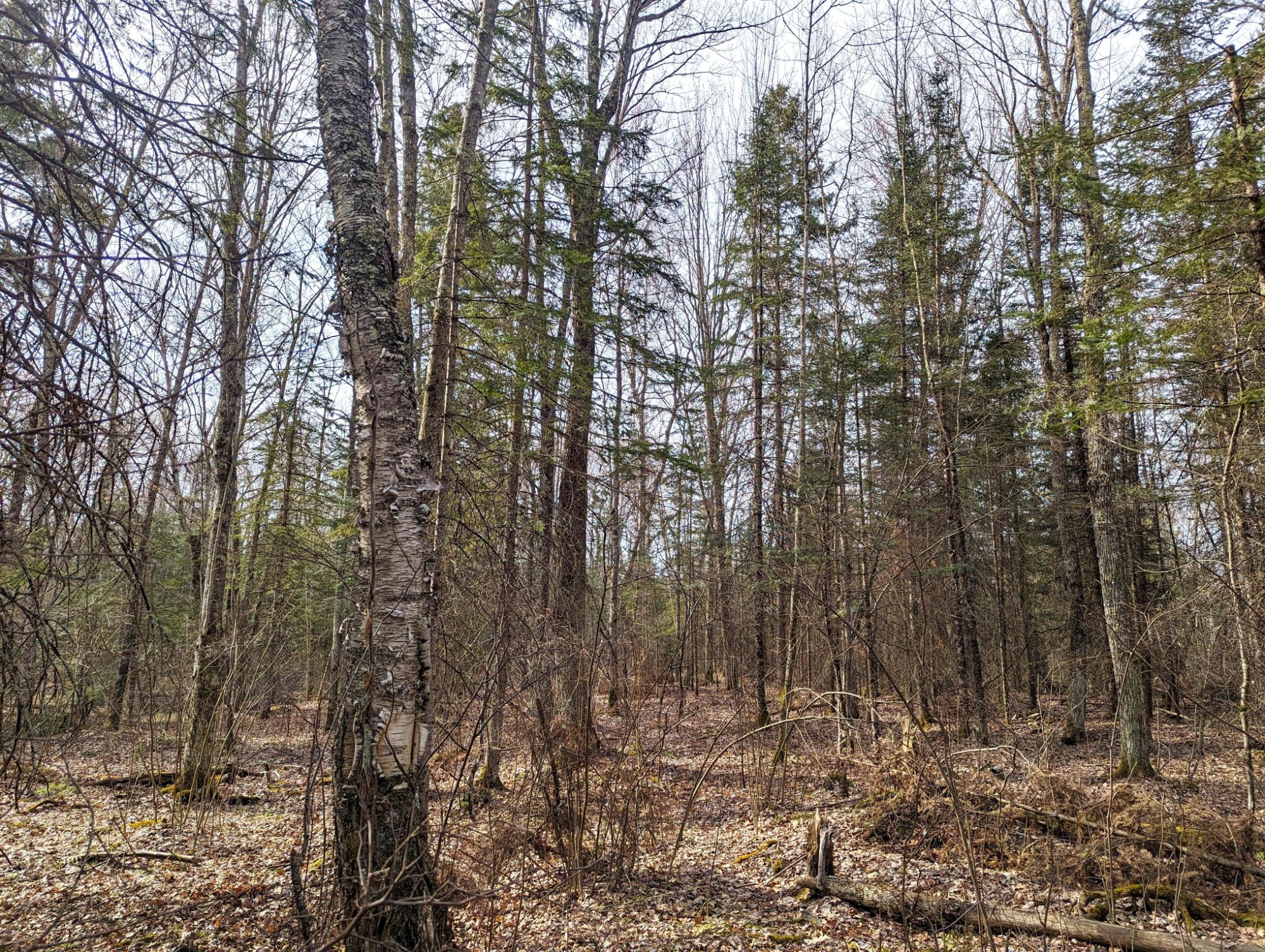 N12928 Lone Pine Road Fifield, WI 54524 - Photo 13 of 17 Gallery Image 13