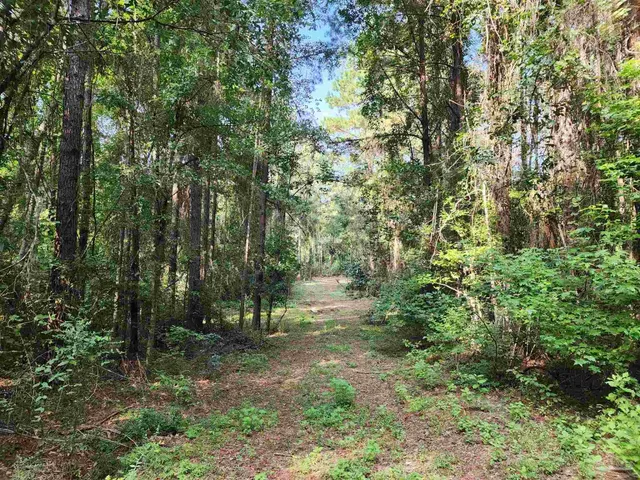 a view of a forest with trees in the background