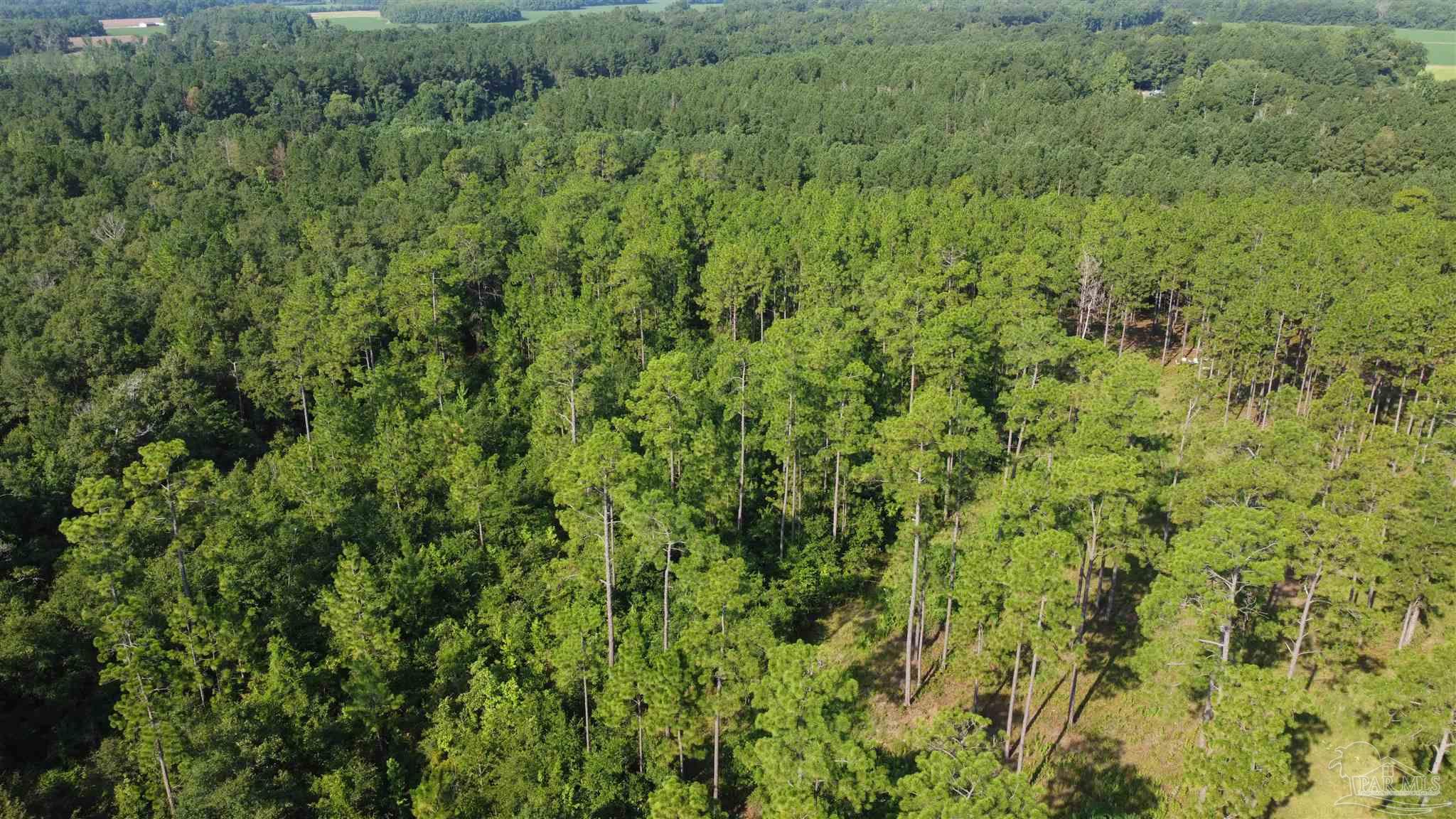0 Lowery Road, Unit LOT #11 Atmore, AL 36502 - Photo 21 of 28 a view of a lush green forest with trees and a wooden bridge