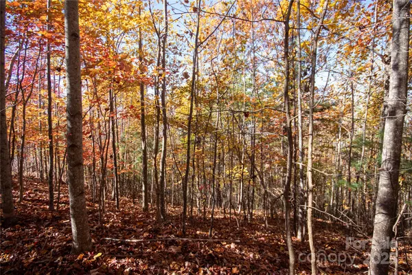 a view of trees