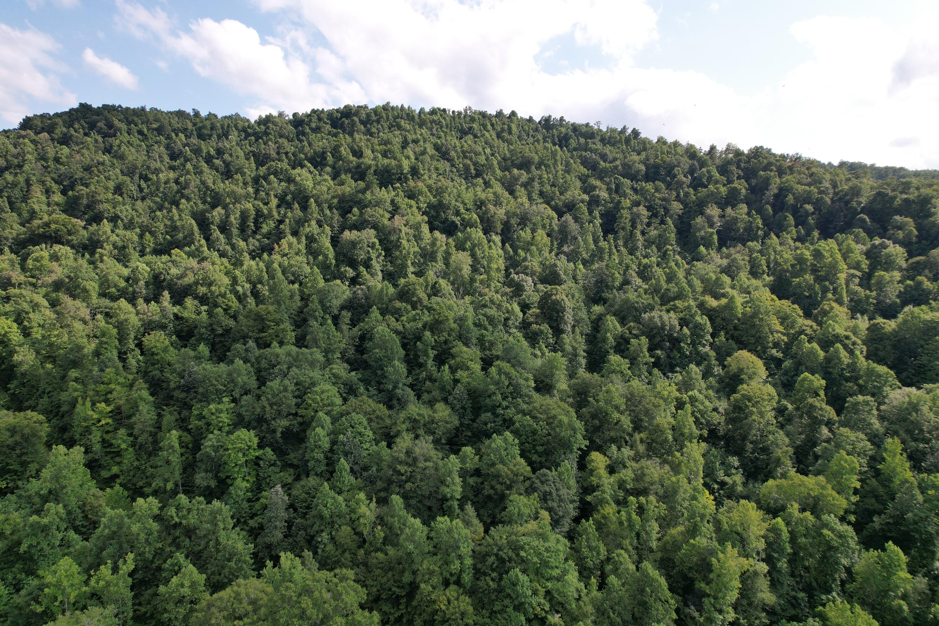 0 Little Rock Creek Road Strunk, KY 42649 - Photo 22 of 29 DJI_0608