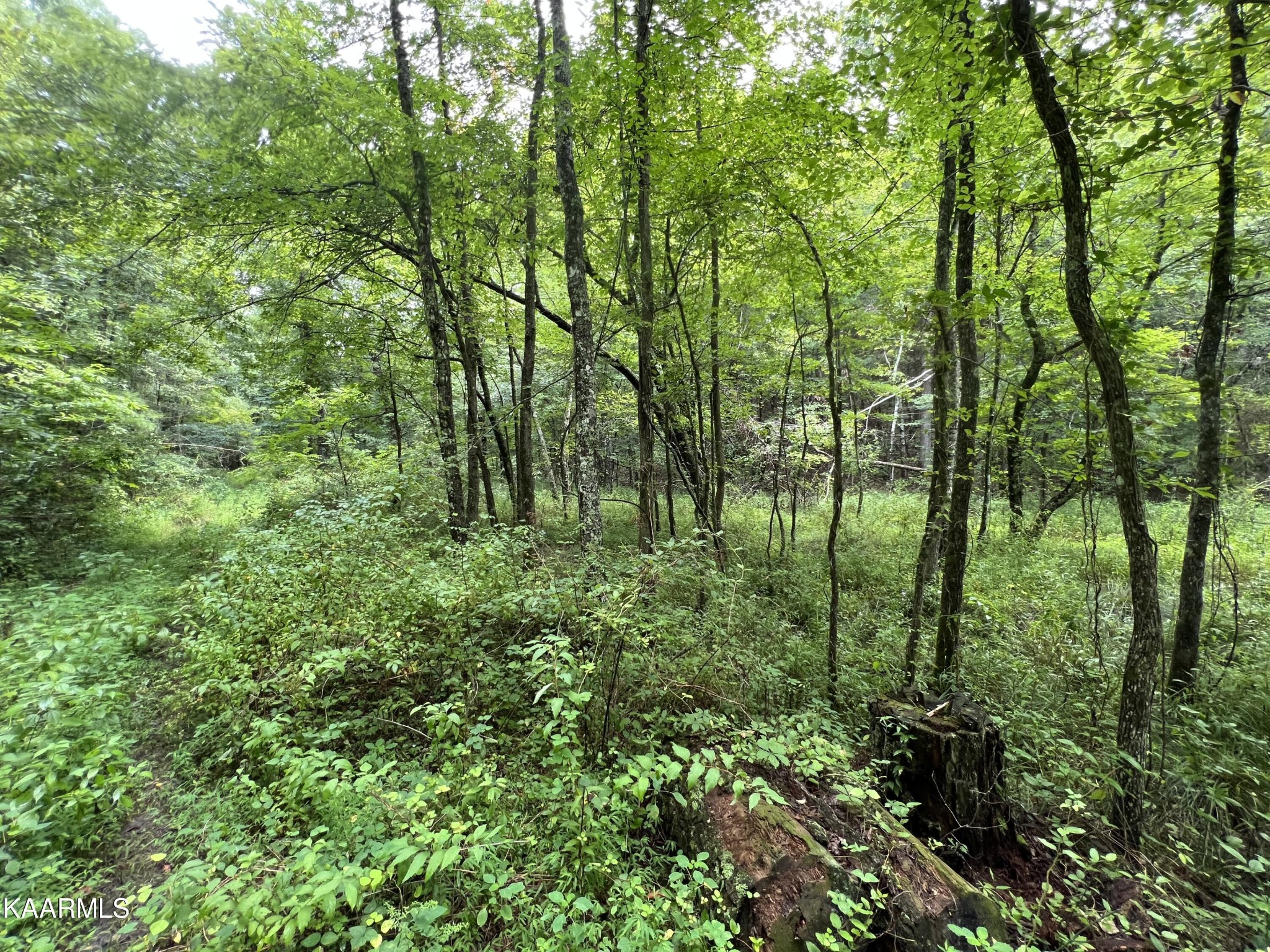 452 Nydeck Road Robbins, TN 37852 - Photo 8 of 41