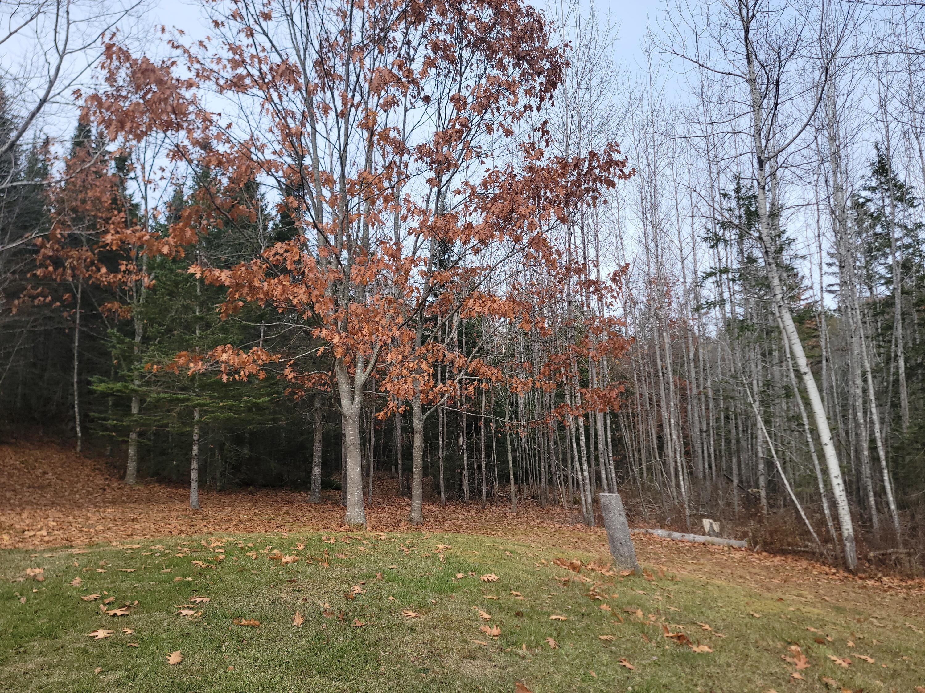 130 Shipyard Road Dennysville, ME 04628 - Photo 9 of 33