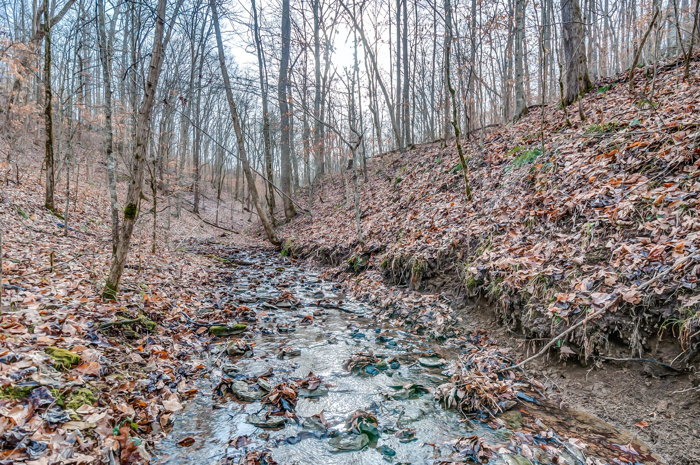 0 Fort Cooper Hollow Road Primm Springs, TN 38476 - Photo 12 of 24 Gallery Image 12