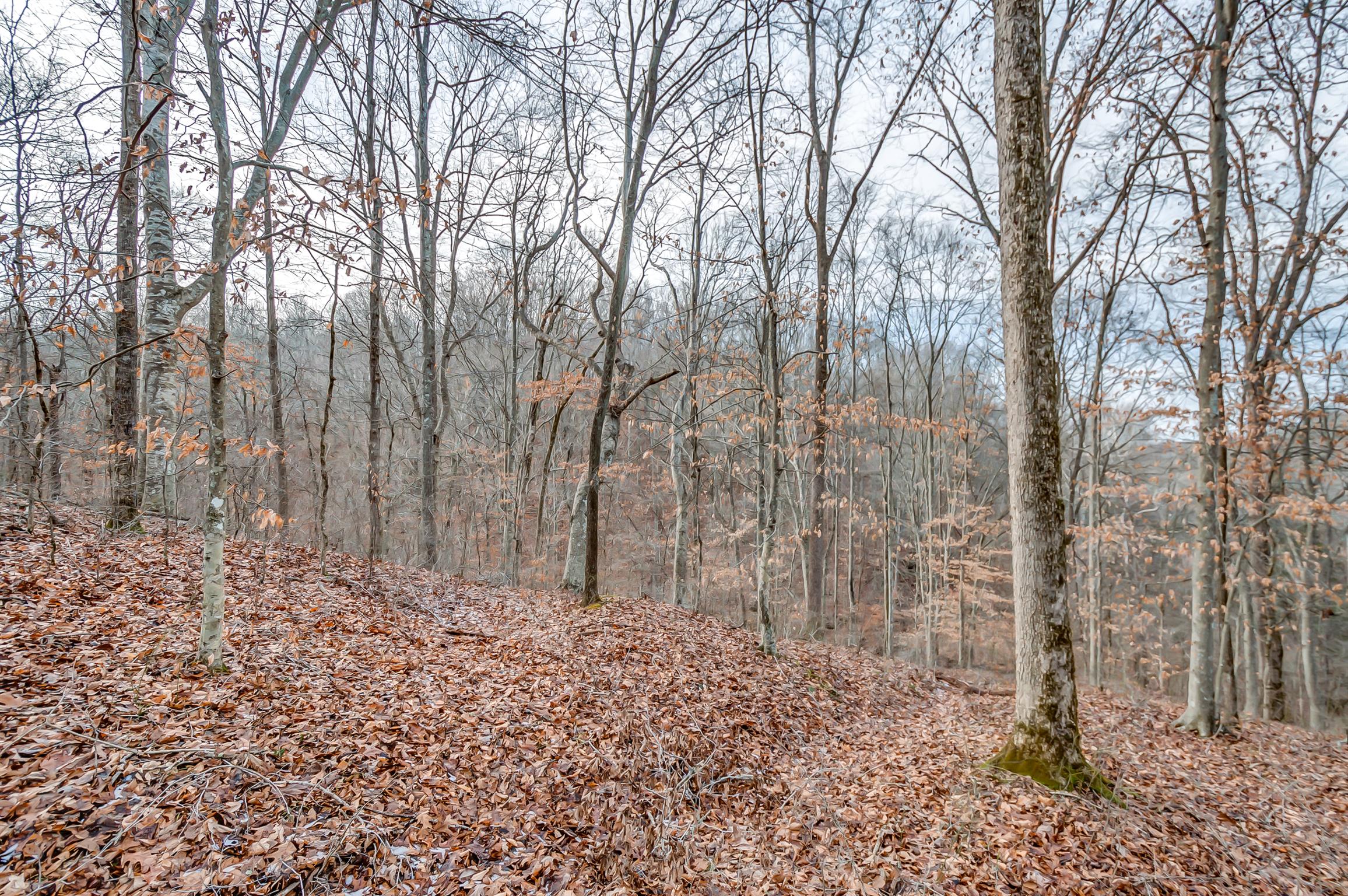 0 Fort Cooper Hollow Road Primm Springs, TN 38476 - Photo 15 of 24 Gallery Image 15