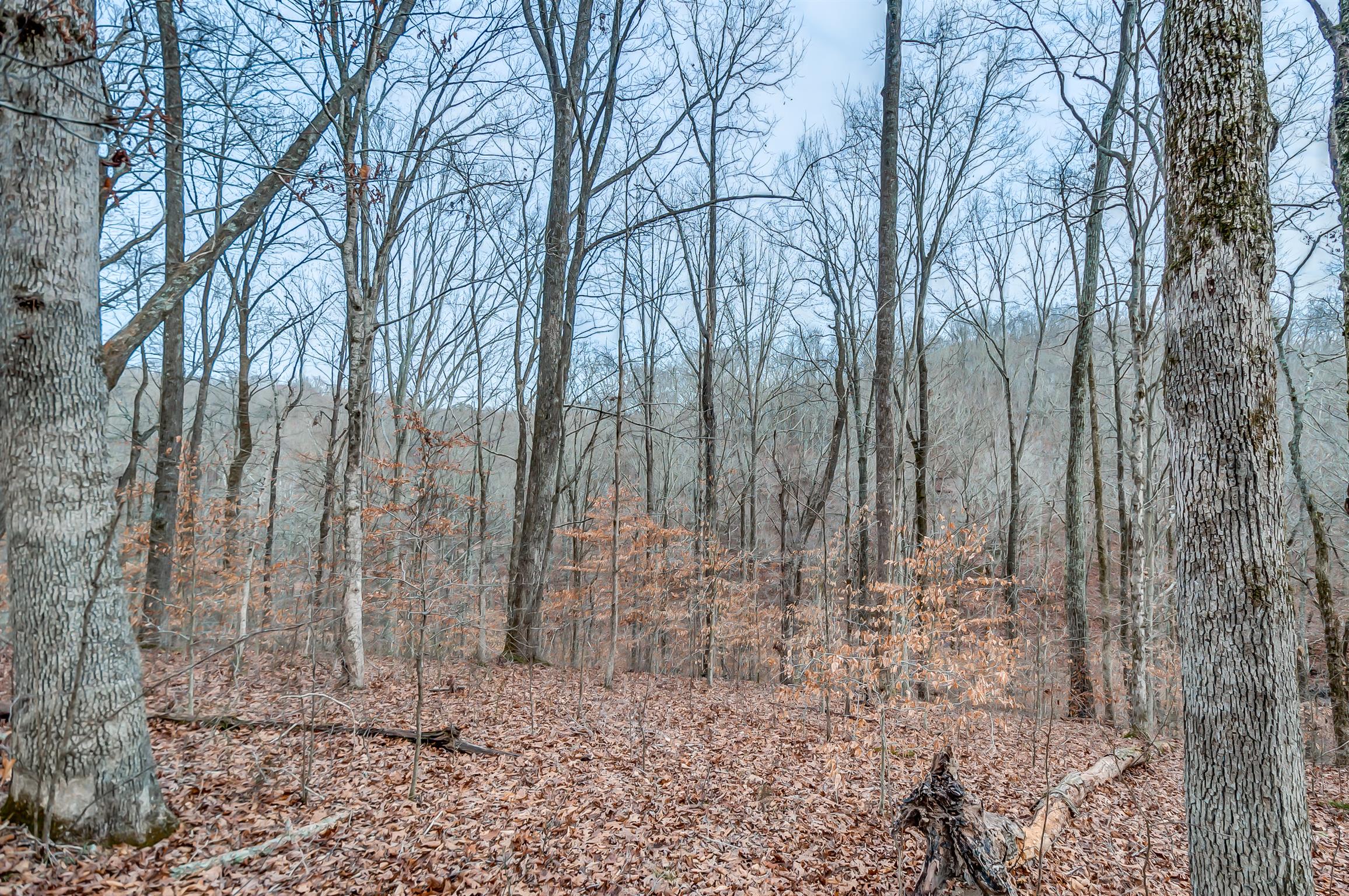 0 Fort Cooper Hollow Road Primm Springs, TN 38476 - Photo 16 of 24 Gallery Image 16