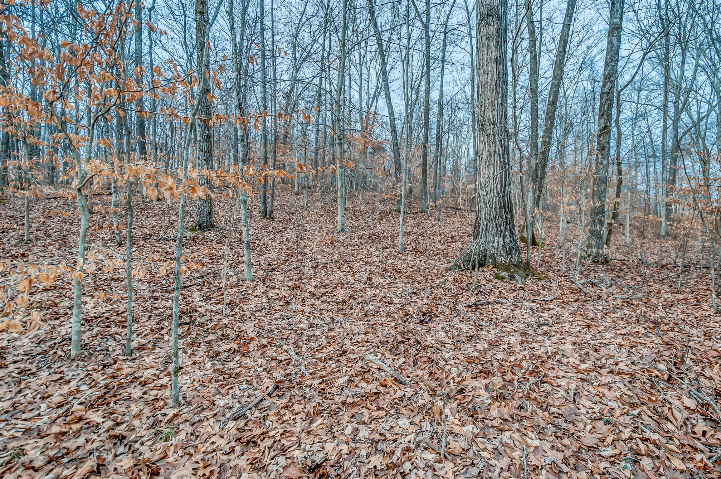 0 Fort Cooper Hollow Road Primm Springs, TN 38476 - Photo 17 of 24 Gallery Image 17
