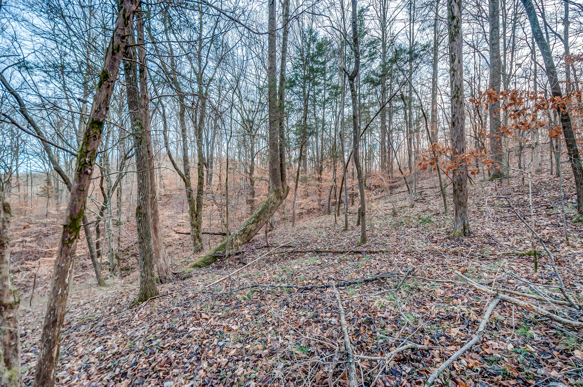 0 Fort Cooper Hollow Road Primm Springs, TN 38476 - Photo 18 of 24 Gallery Image 18