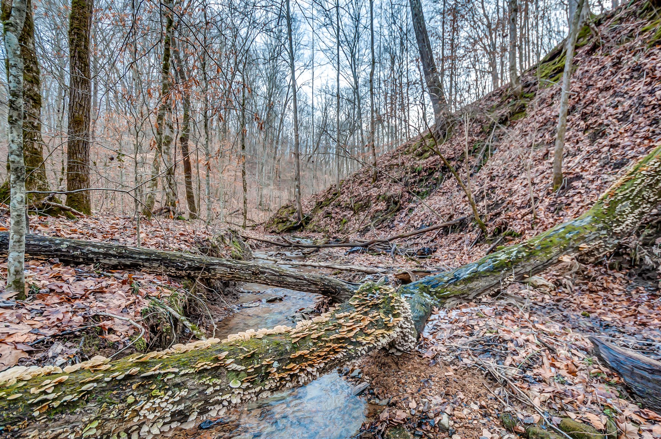 0 Fort Cooper Hollow Road Primm Springs, TN 38476 - Photo 22 of 24 Gallery Image 22