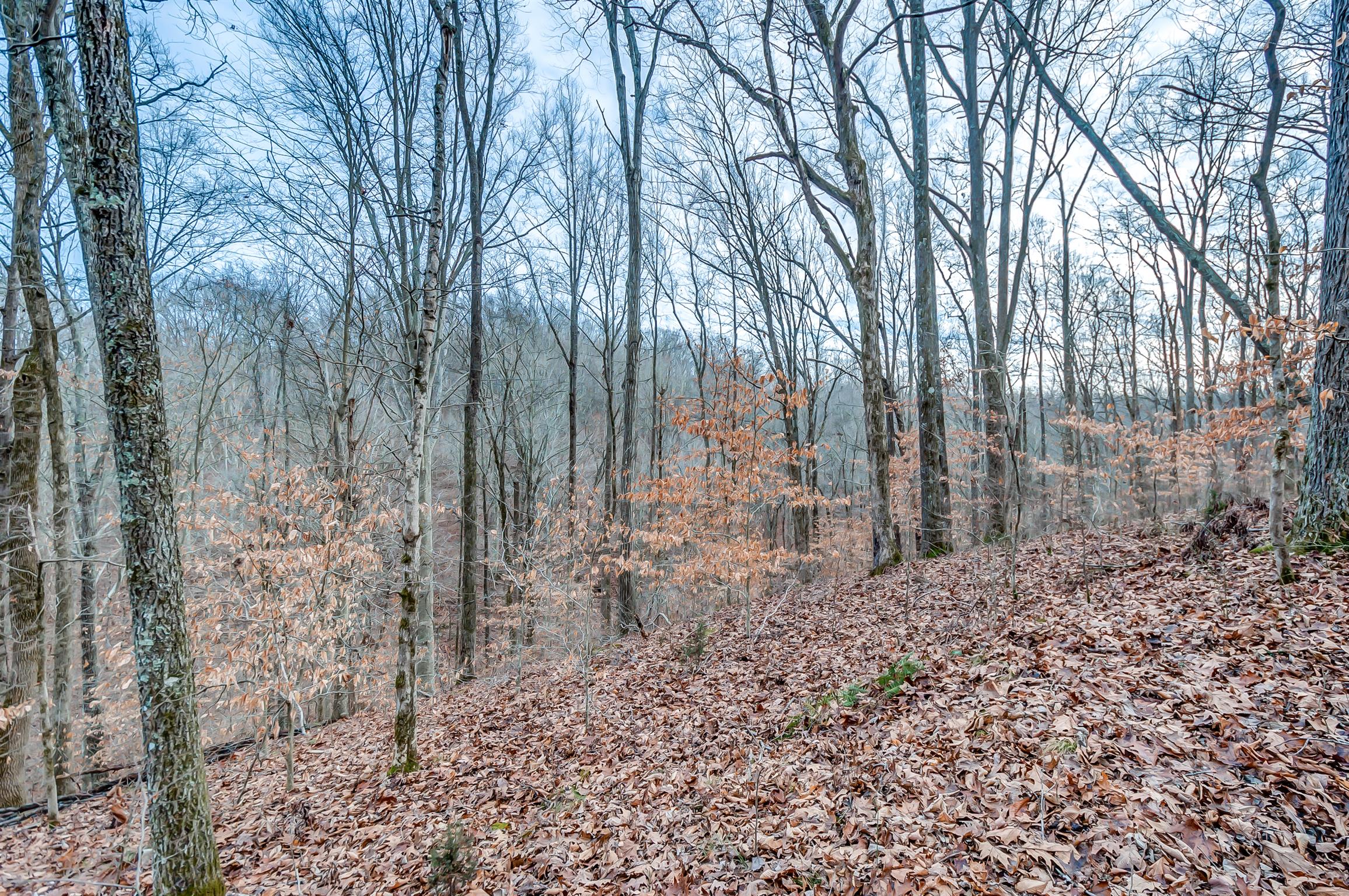 0 Fort Cooper Hollow Road Primm Springs, TN 38476 - Photo 3 of 24 Gallery Image 3