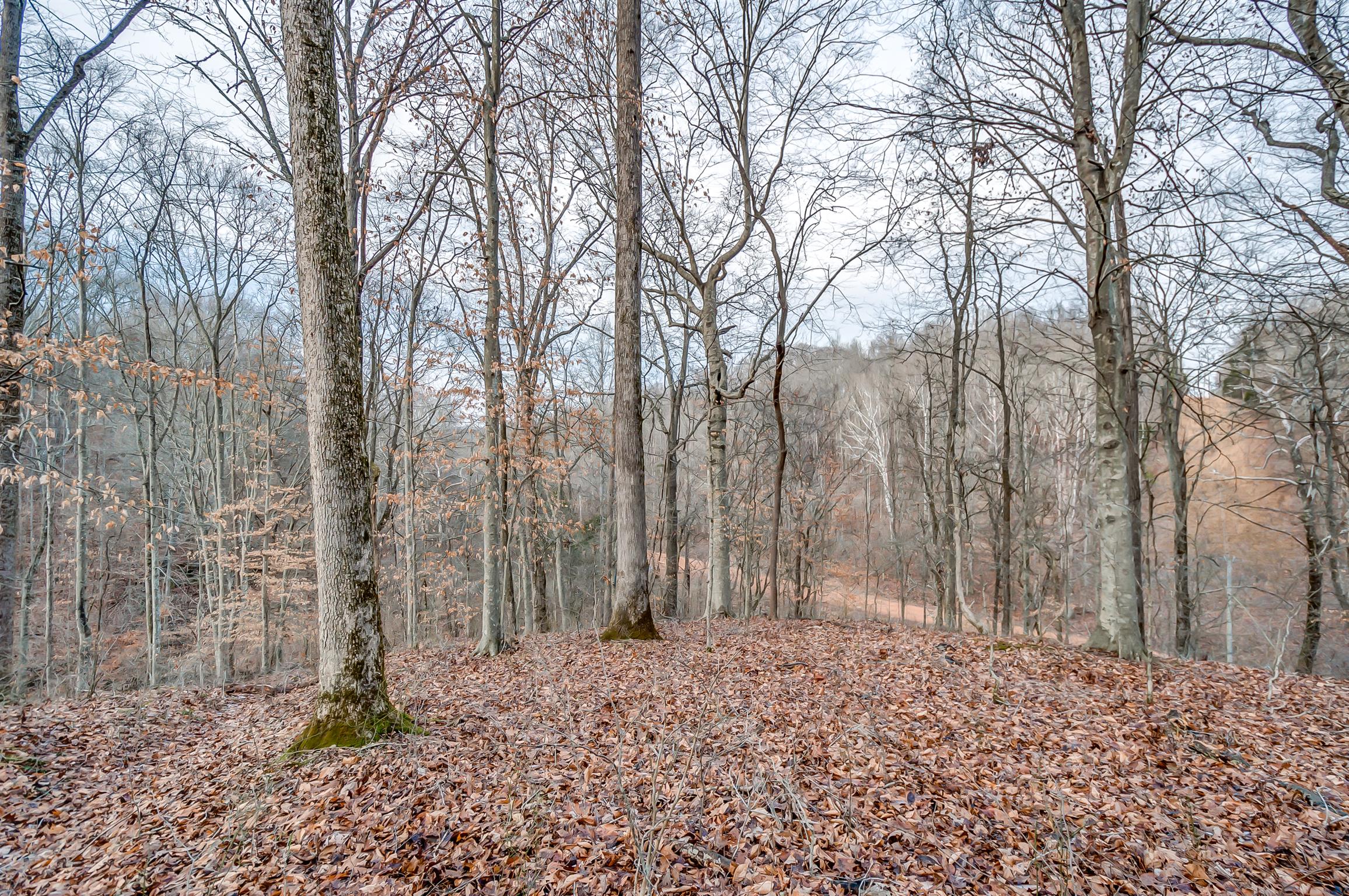 0 Fort Cooper Hollow Road Primm Springs, TN 38476 - Photo 4 of 24 Gallery Image 4