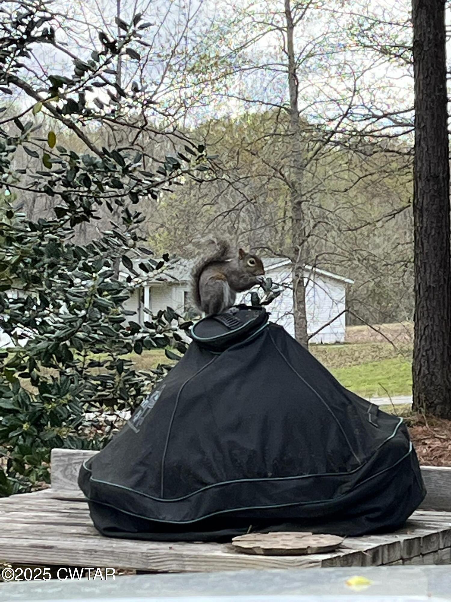 1273 Palmer Road Lexington, TN 38351 - Photo 56 of 62 Safe Squirell Snack