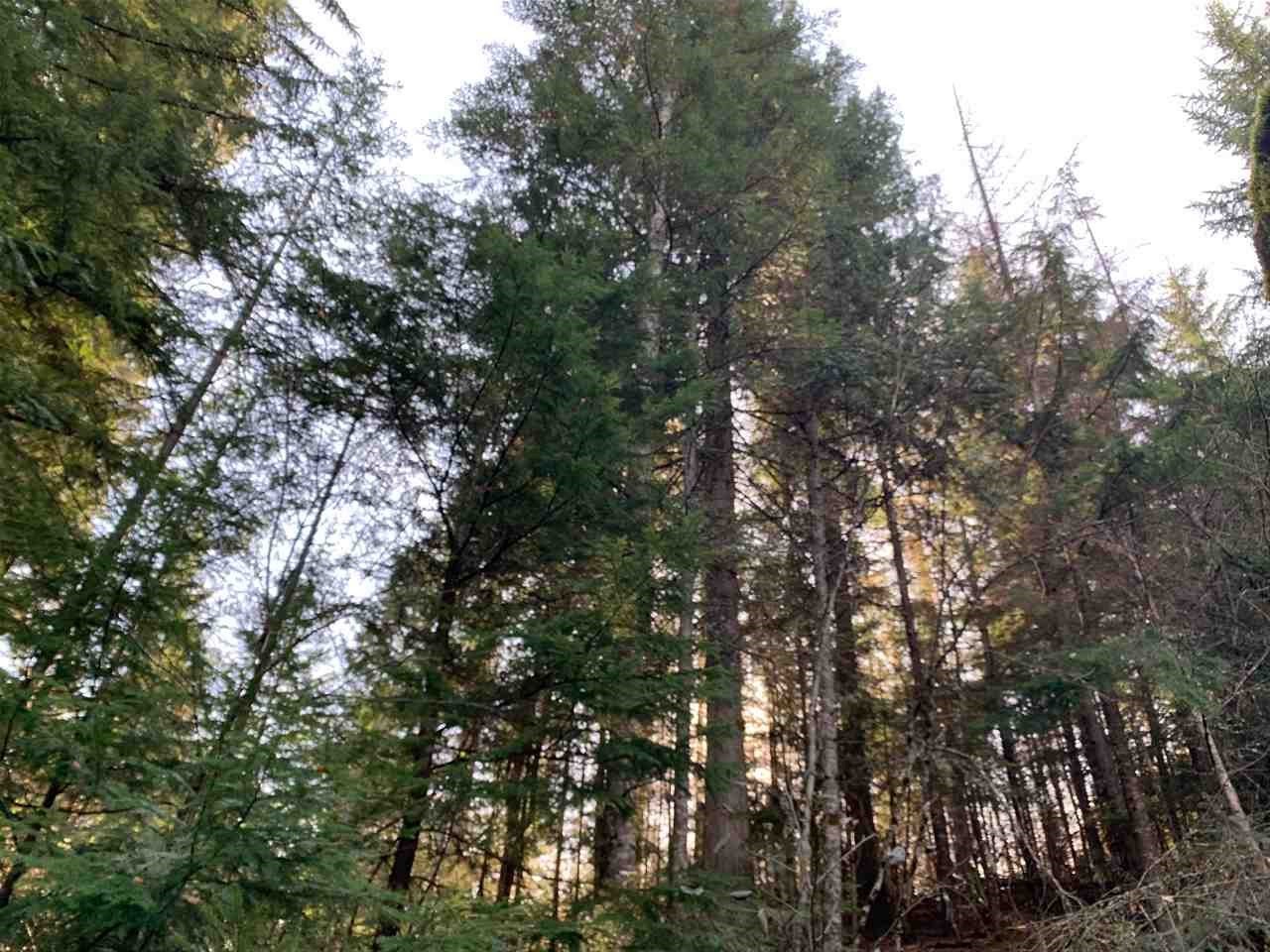 17242 East Kellogg Road Mead, WA 99021 - Photo 17 of 19