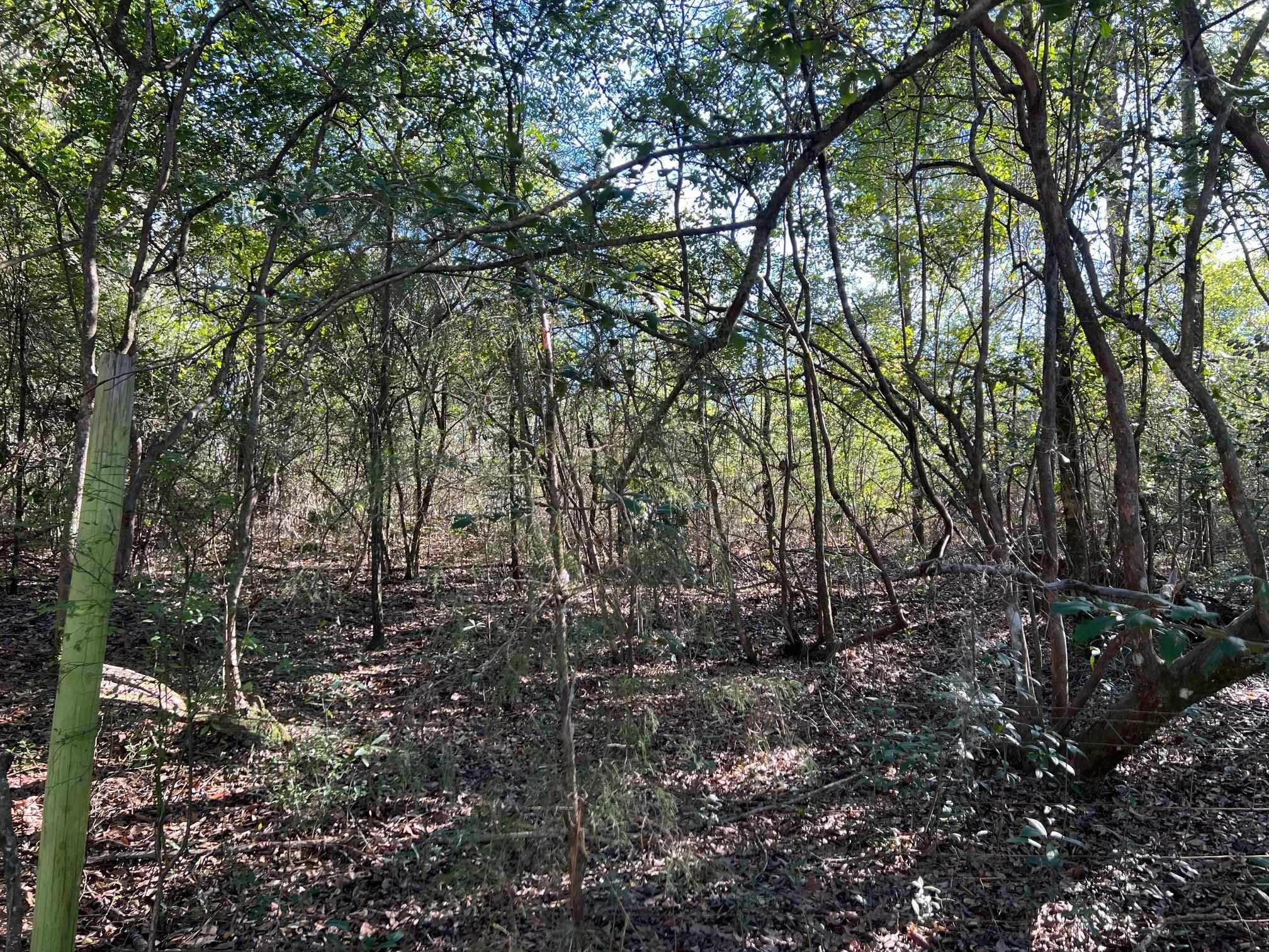 0 Beda Road Wing, AL 36483 - Photo 1 of 8 Gallery Image 1