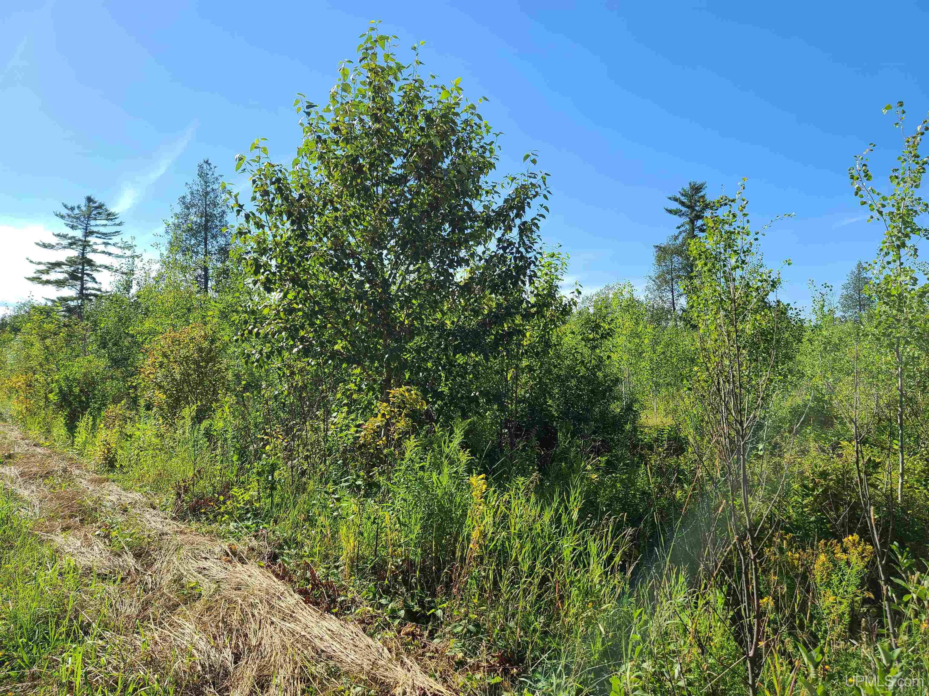 Tbd 80-acres 30th Road Rapid River, MI 49878 - Photo 1 of 17