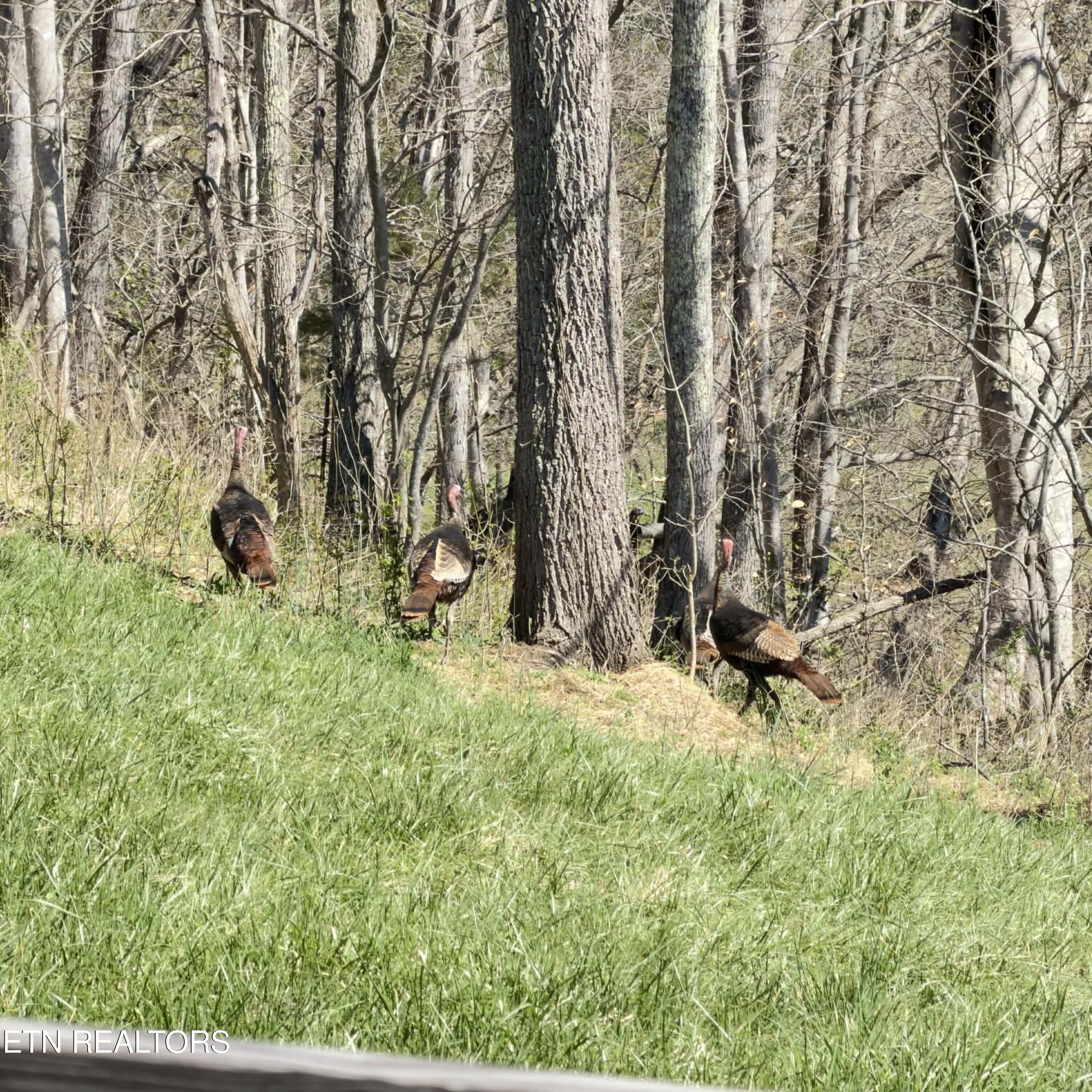 513 Nat Mullenix Road Rogersville, TN 37857 - Photo 3 of 6 83e597df-6fc1-4cae-a622-21ffcb282ff1