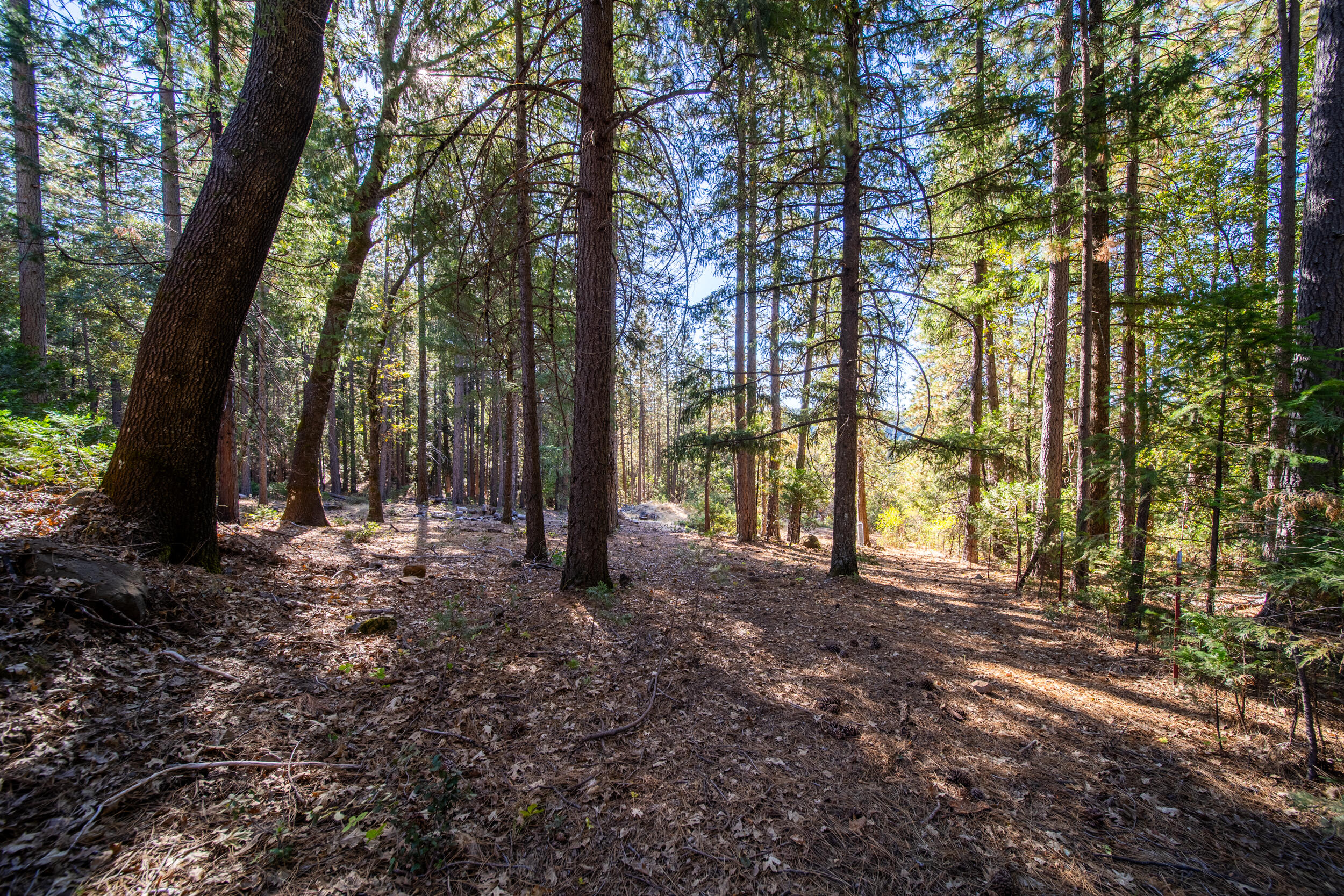 29627 Oak Run To Fern Road Oak Run, CA 96069 - Photo 22 of 32 Exterior-16