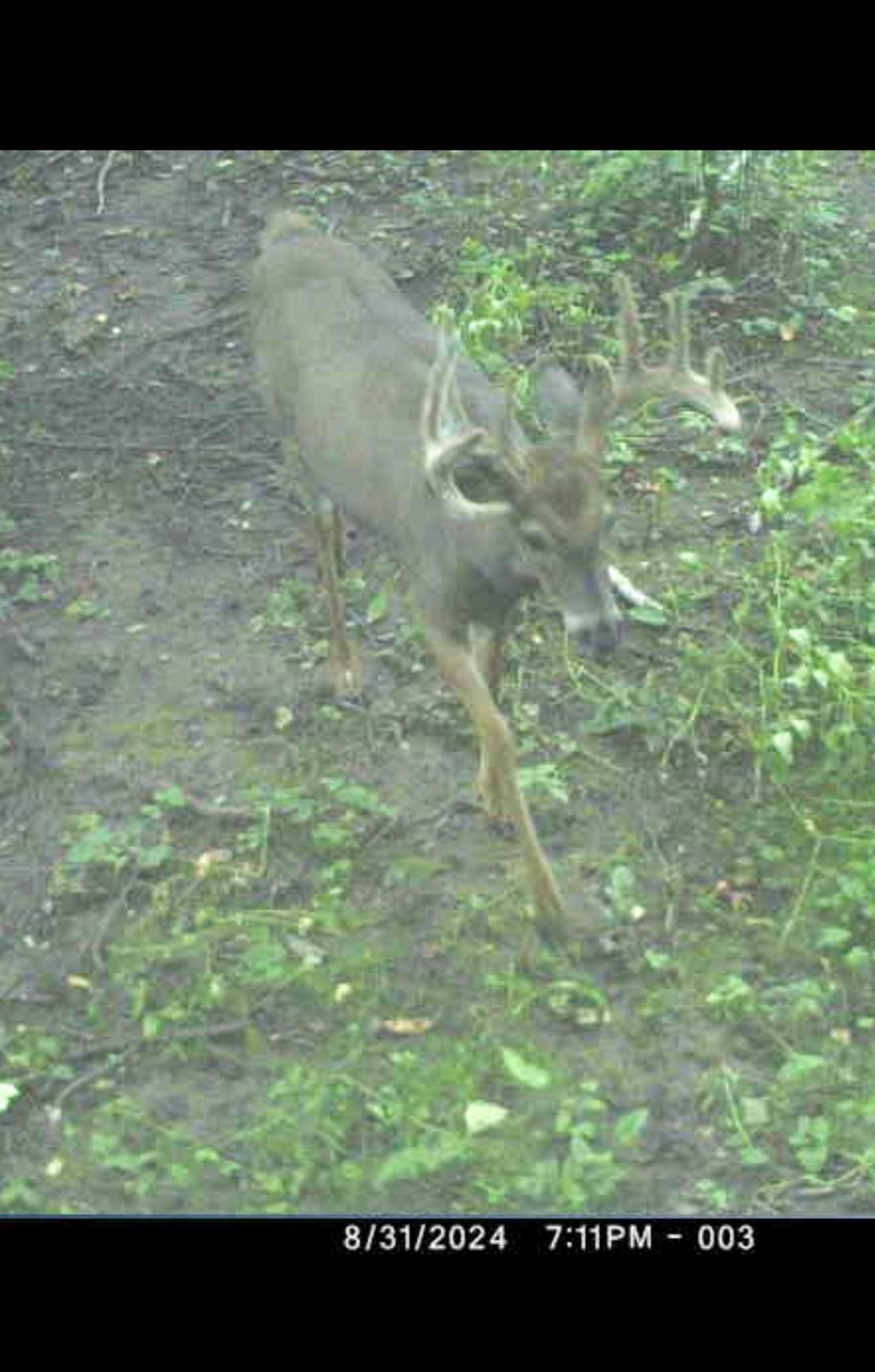 8 Almena Wi 54805 Almena, WI 54805 - Photo 31 of 45