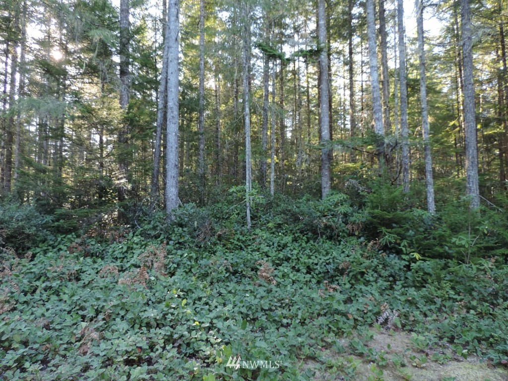 1111 Northeast Tahuya Blacksmith Road Tahuya, WA 98588 - Photo 4 of 7 Gallery Image 4