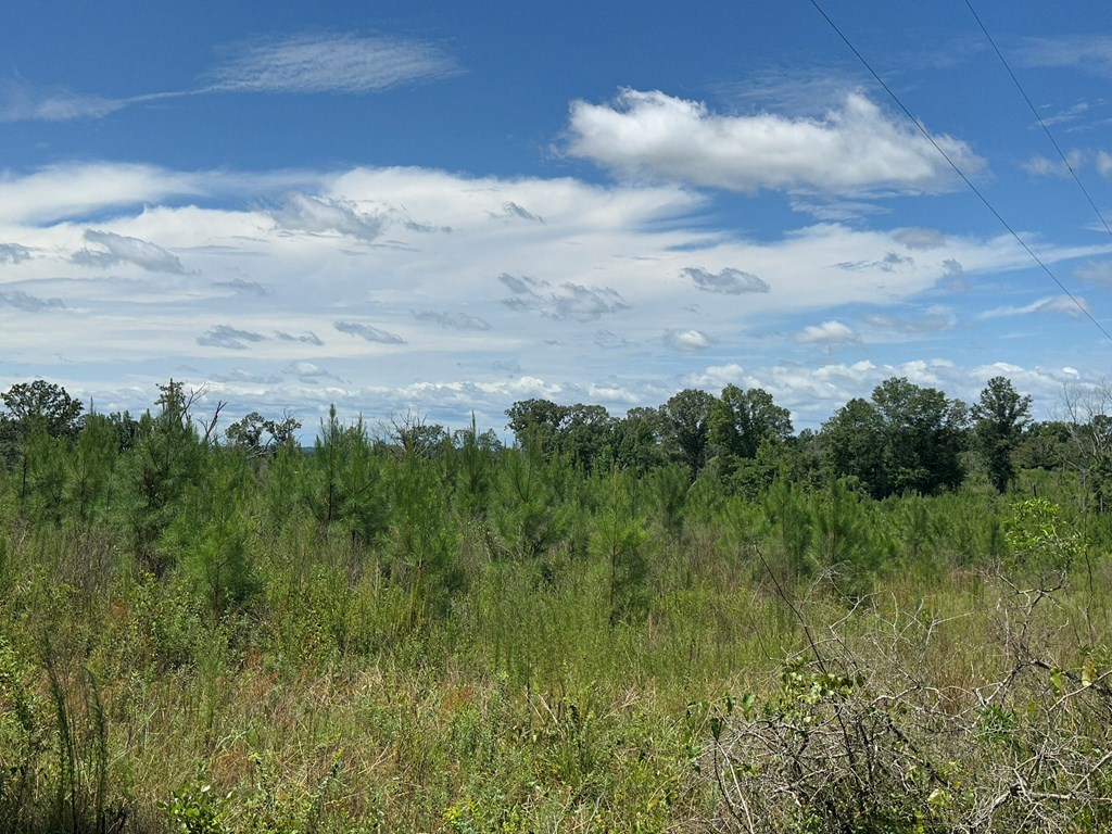 250 Adams Mill Road Clayton, AL 36016 - Photo 32 of 74