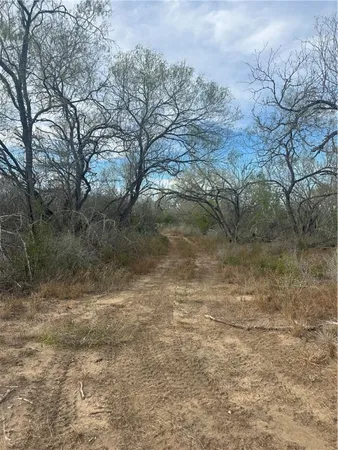 a view of a dry yard with trees