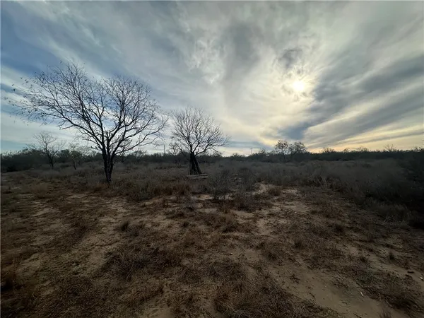 a view of a yard with a tree