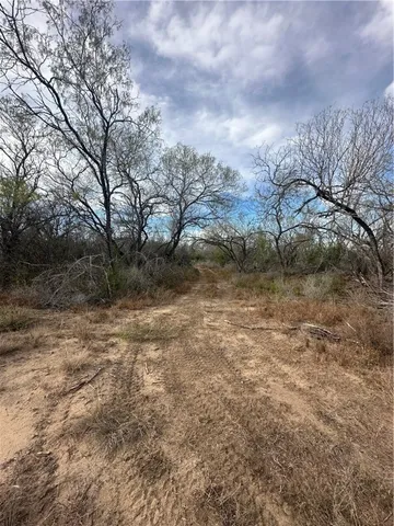 a view of a dry yard with trees