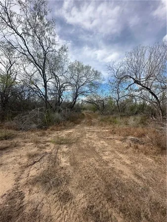 a view of a dry yard with trees