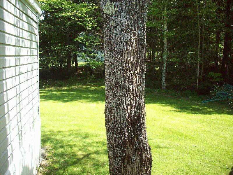 269 Belfast Road Albion, ME 04910 - Photo 9 of 11 Yard/Garden.