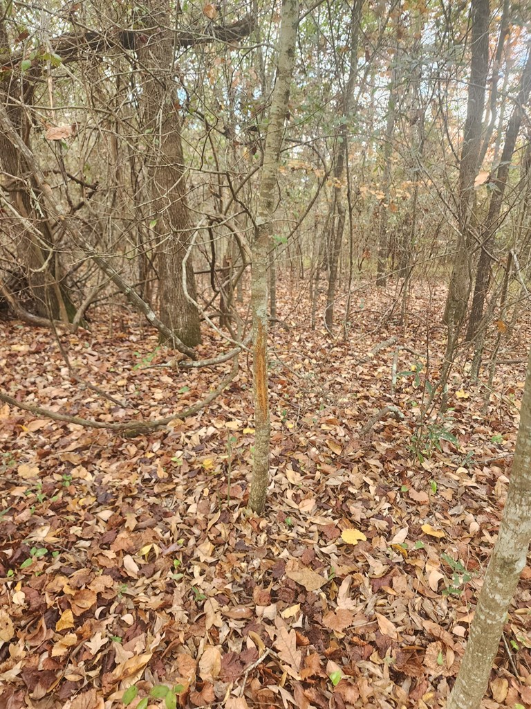 13962 Highway 95 Abbeville, AL 36310 - Photo 8 of 27