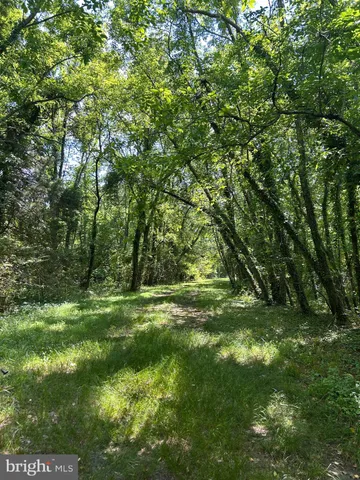 a view of a field with a tree