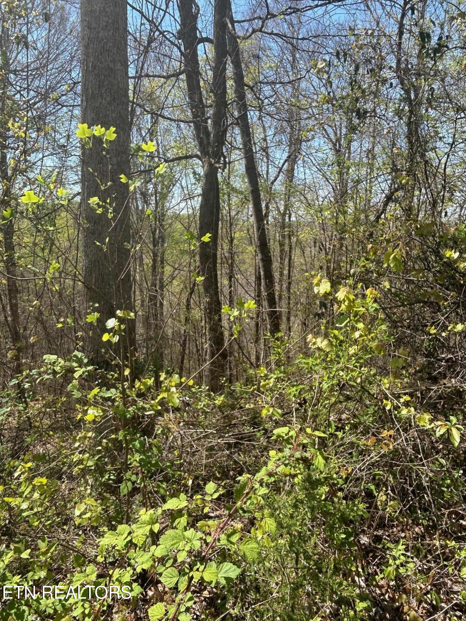 Lot 27 Jones Ridge Road Speedwell, TN 37870 - Photo 2 of 10 IMG_1653