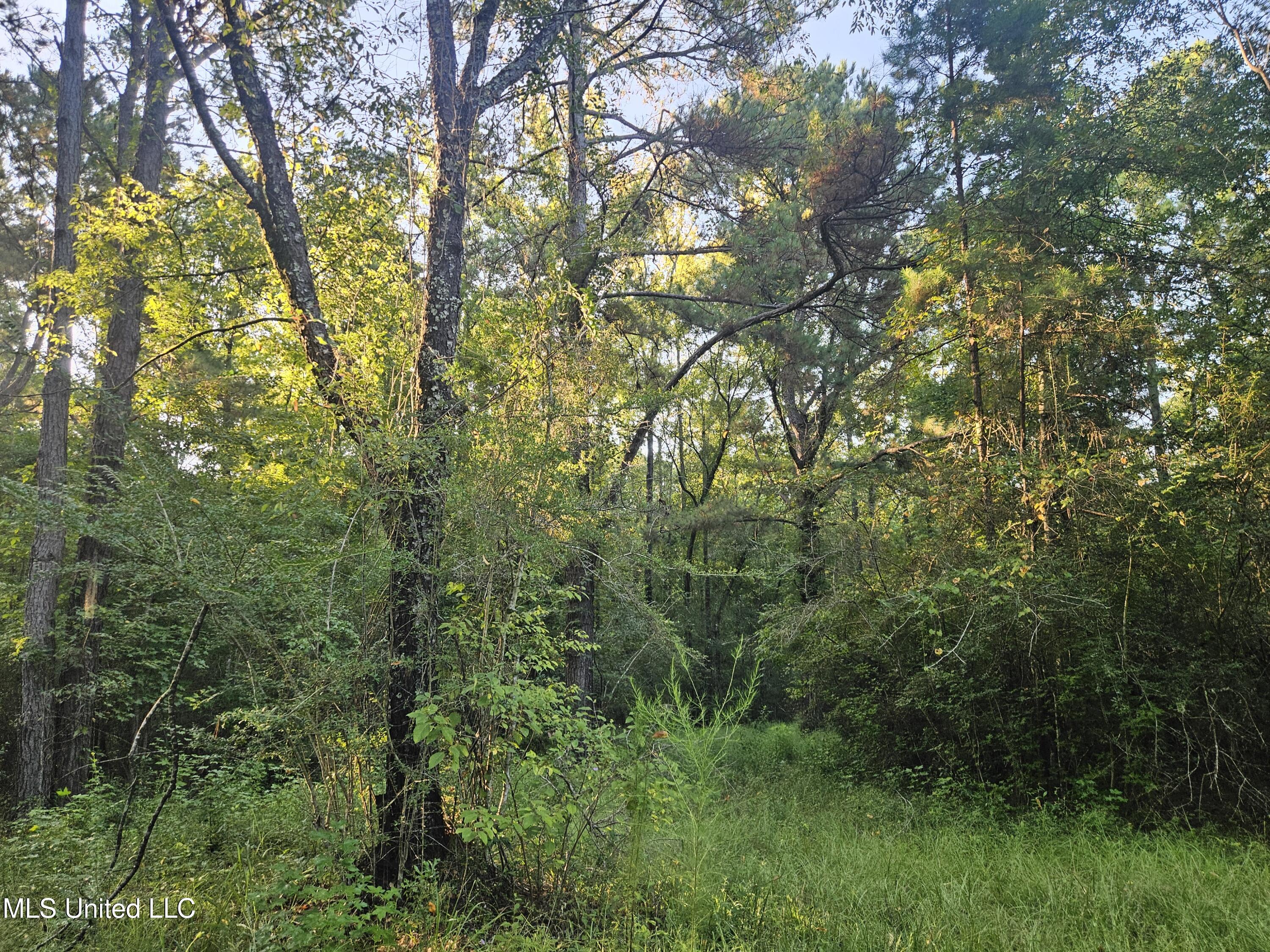 Ben Byrd Road Lumberton, MS 39455 - Photo 21 of 57 20250816_074039