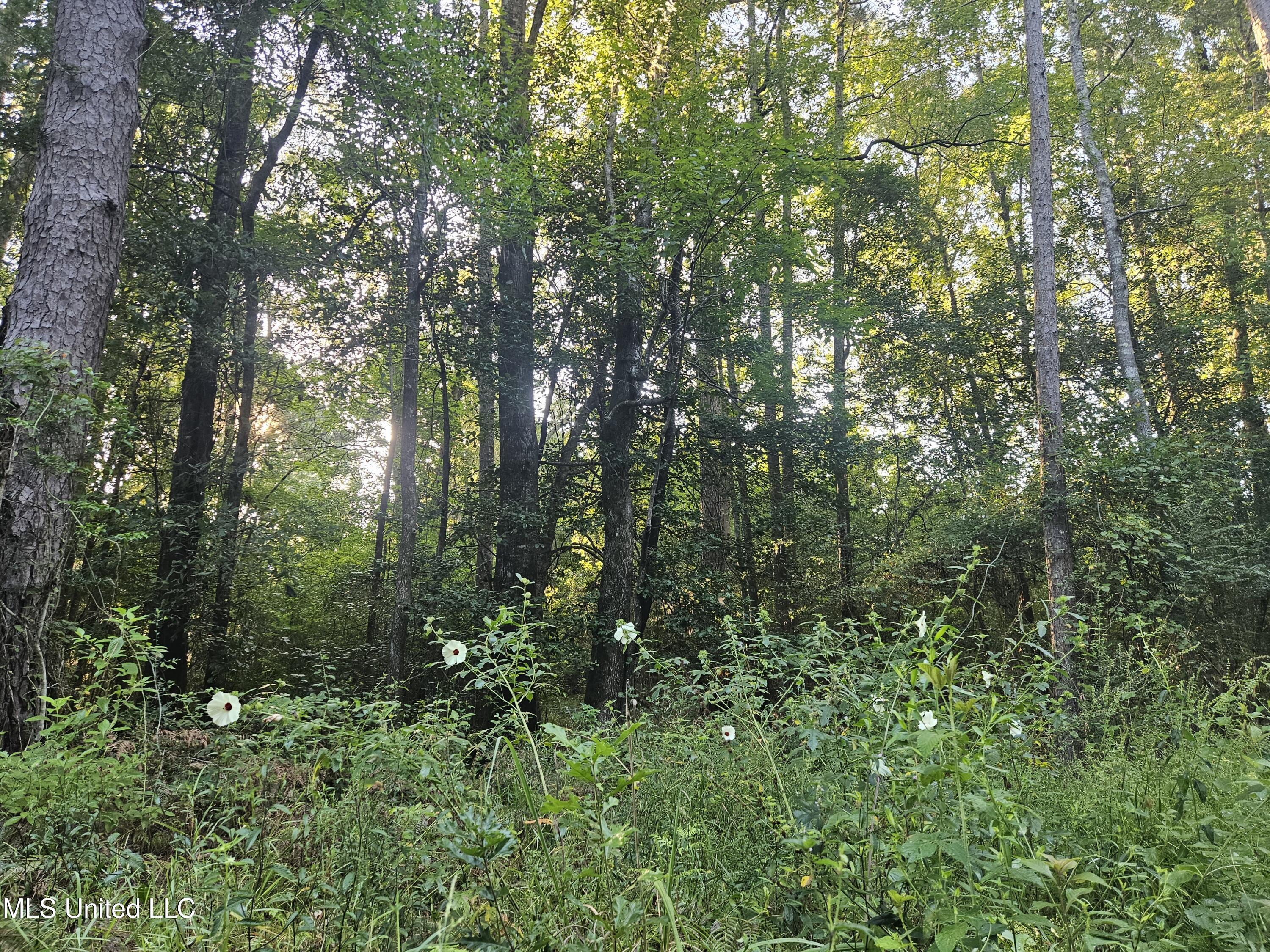 Ben Byrd Road Lumberton, MS 39455 - Photo 23 of 57 20250816_080018