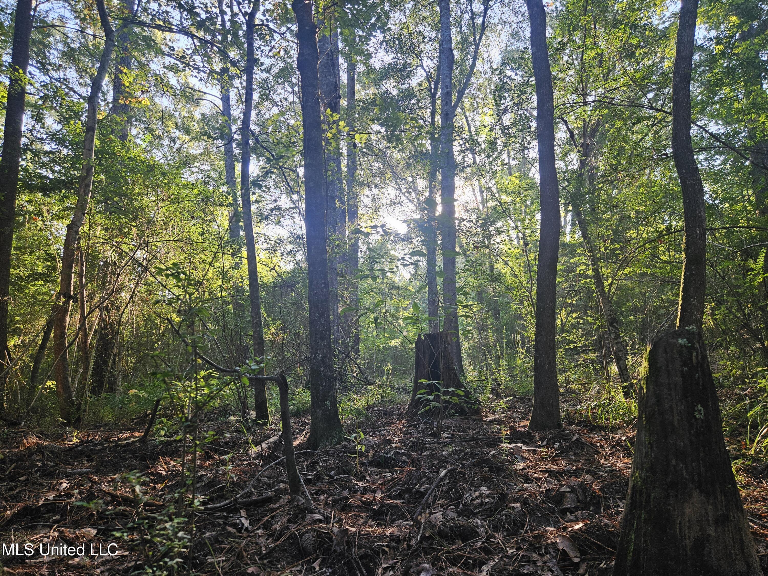 Ben Byrd Road Lumberton, MS 39455 - Photo 25 of 57 20250816_080226